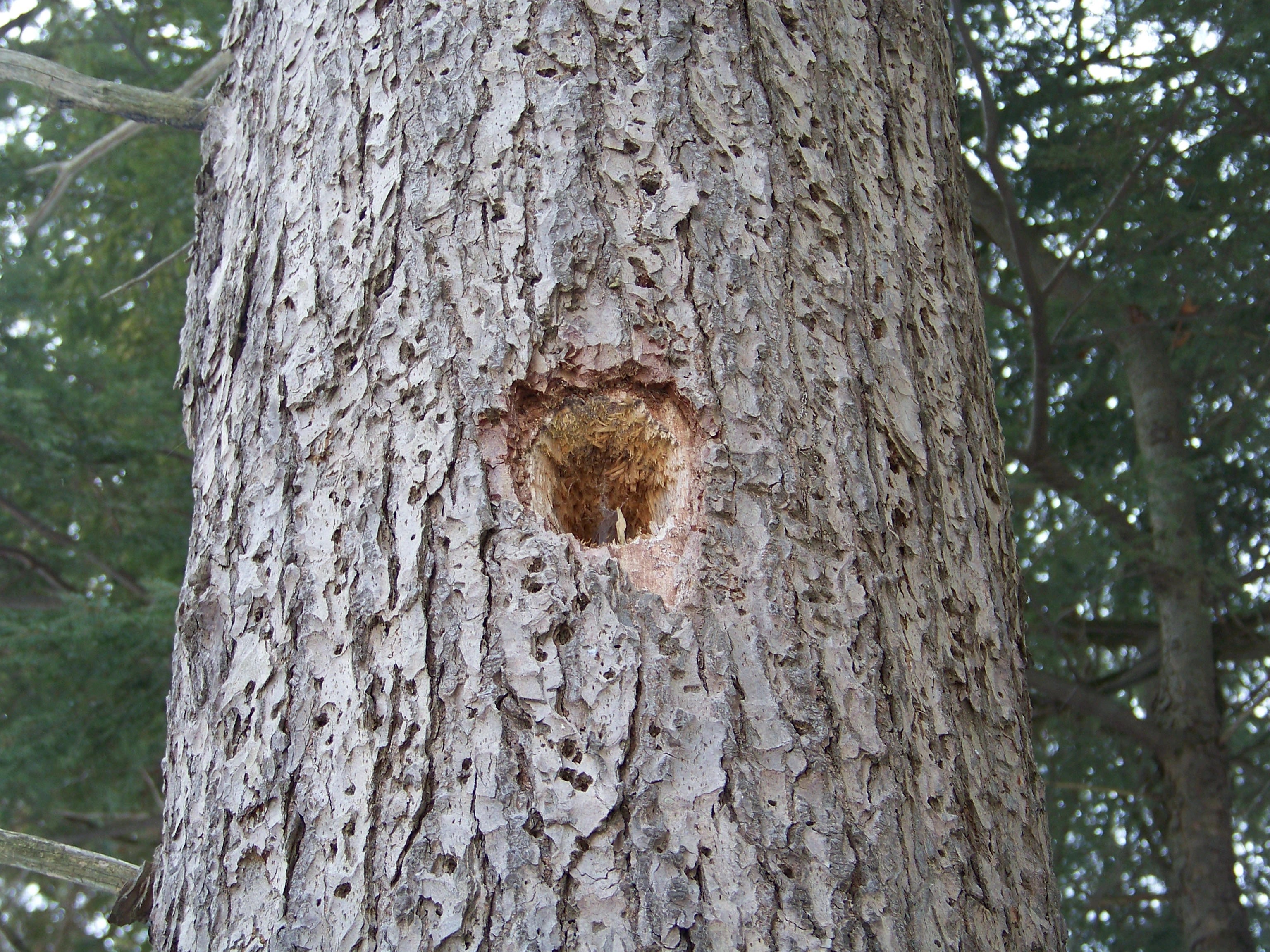 Minnesota Tree Diseases, Pests, and Insects Gallery – Deblen the Tree ...